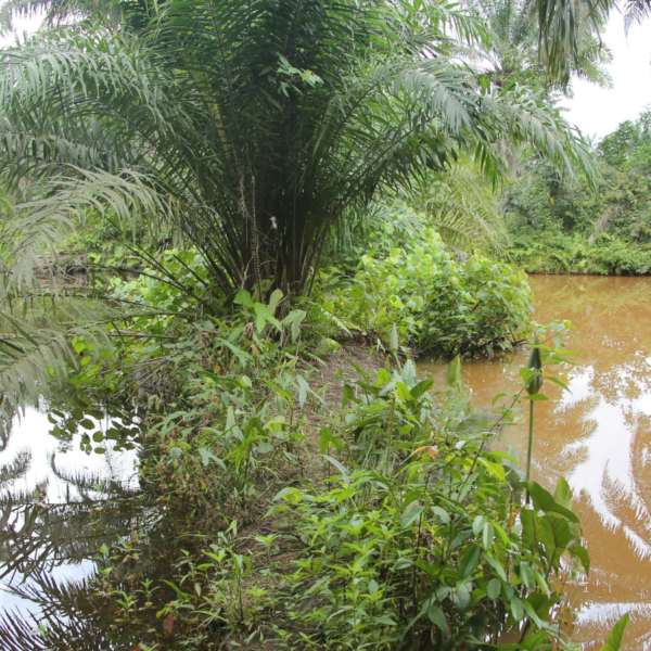 Il delta del Niger inquinato