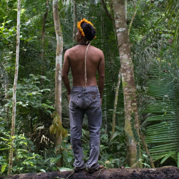 brasile processi distruzione amazzonia