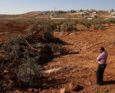 Un palestinese osserva degli ulivi che sarebbero stati sradicati dai soldati israeliani con un bulldozer nel villaggio di Al-Mughayyir, nella Cisgiordania occupata, a nord di Ramallah, il 24 agosto 2025.