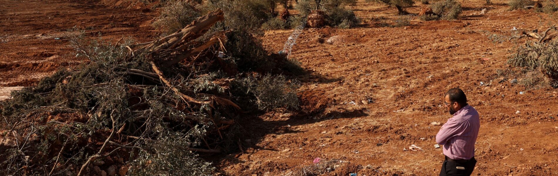Un palestinese osserva degli ulivi che sarebbero stati sradicati dai soldati israeliani con un bulldozer nel villaggio di Al-Mughayyir, nella Cisgiordania occupata, a nord di Ramallah, il 24 agosto 2025.