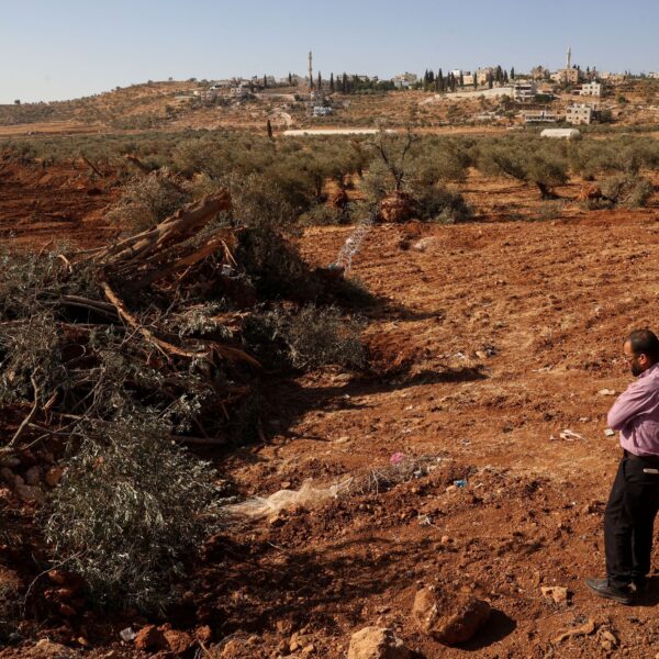 Un palestinese osserva degli ulivi che sarebbero stati sradicati dai soldati israeliani con un bulldozer nel villaggio di Al-Mughayyir, nella Cisgiordania occupata, a nord di Ramallah, il 24 agosto 2025.